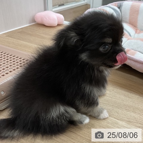 チワワの写真