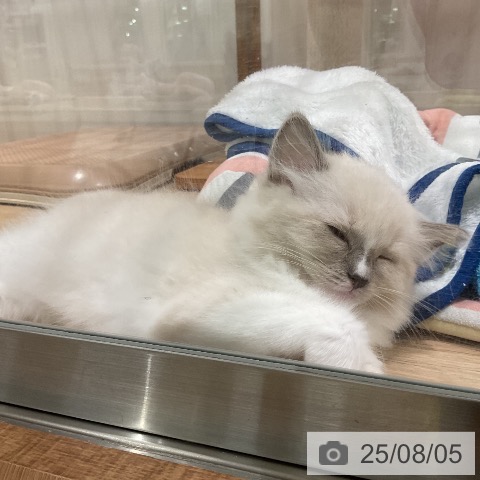 ラグドールの写真