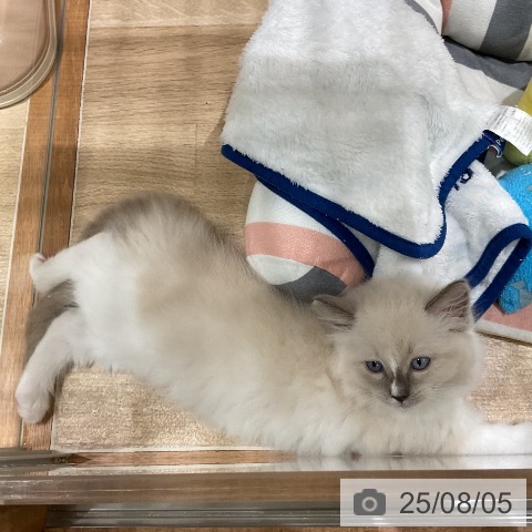 ラグドールの写真