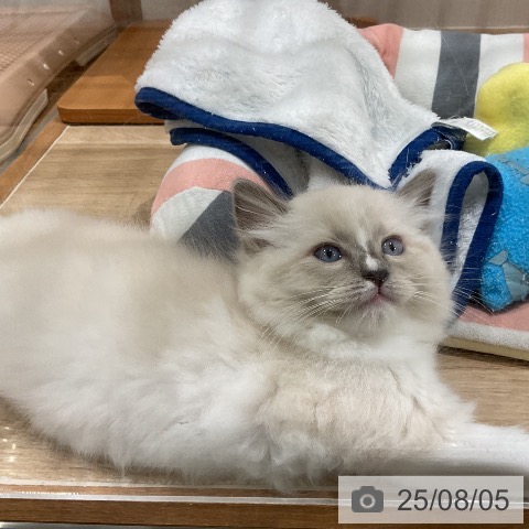 ラグドールの写真