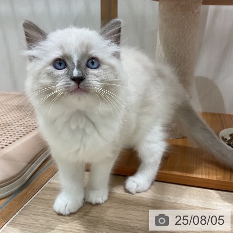 ラグドールの写真