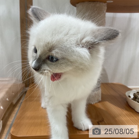 ラグドールの写真