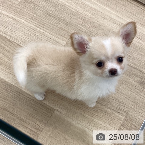 チワワの写真