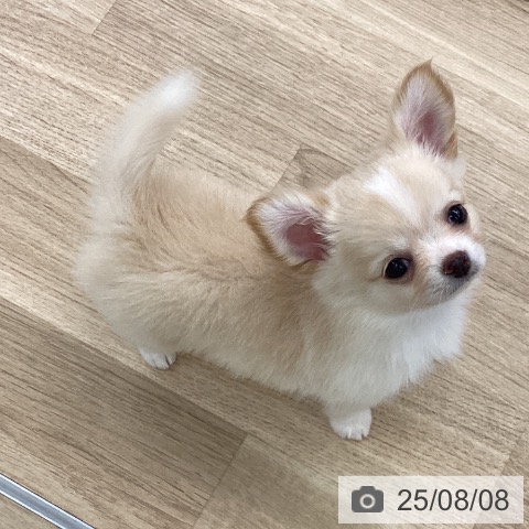 チワワの写真