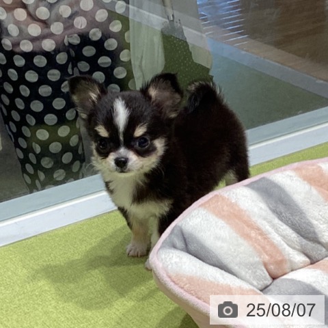 チワワの写真