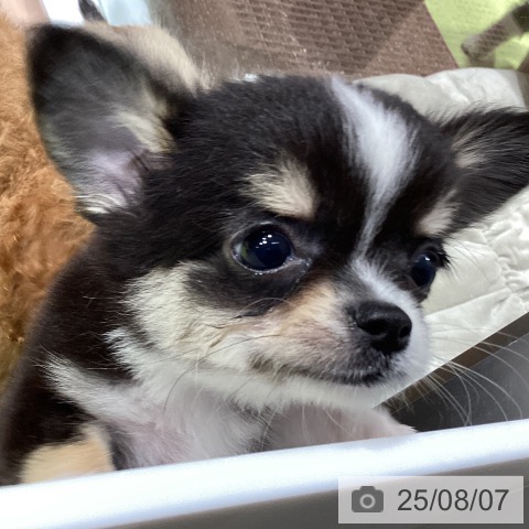 チワワの写真