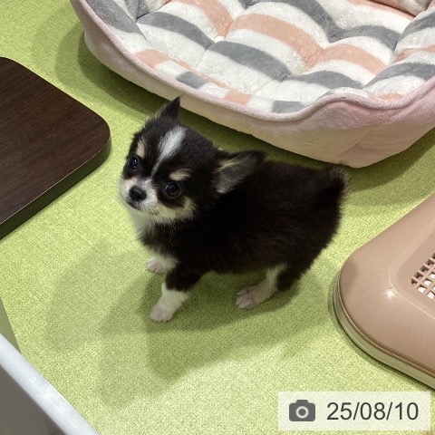 チワワの写真