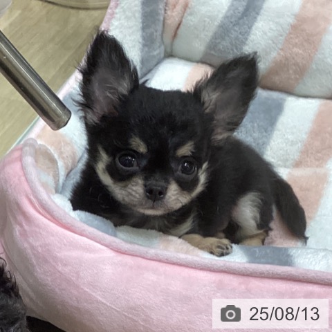 チワワの写真
