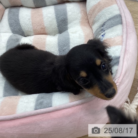 ミニチュア・ダックスフンドの写真