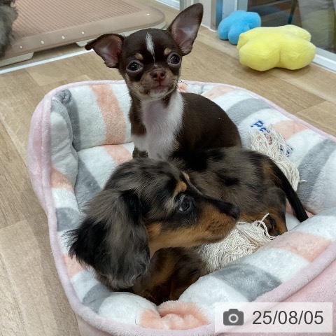 ミニチュア・ダックスフンドの写真