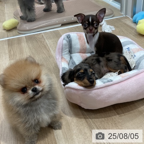 ミニチュア・ダックスフンドの写真