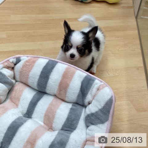 チワワの写真