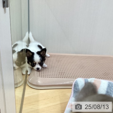 チワワの写真