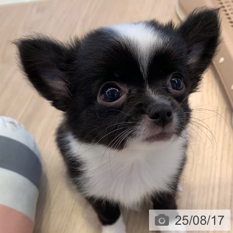チワワの写真