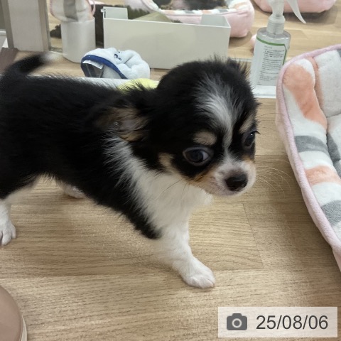 チワワの写真