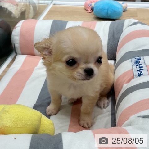 チワワの写真