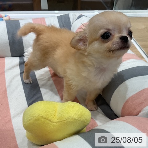 チワワの写真