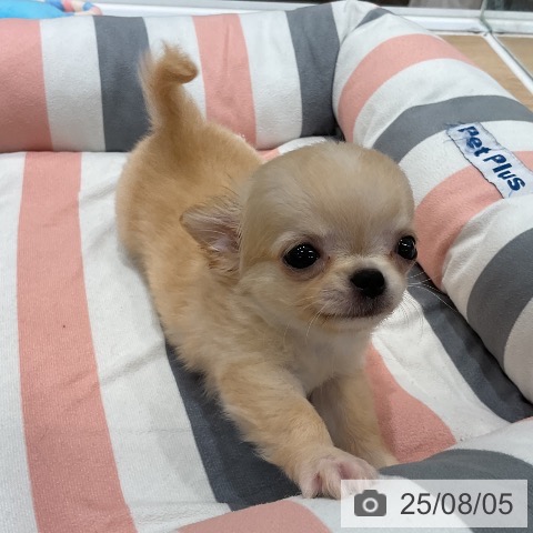 チワワの写真
