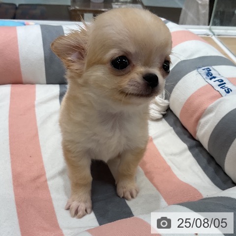 チワワの写真