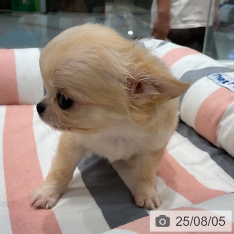 チワワの写真