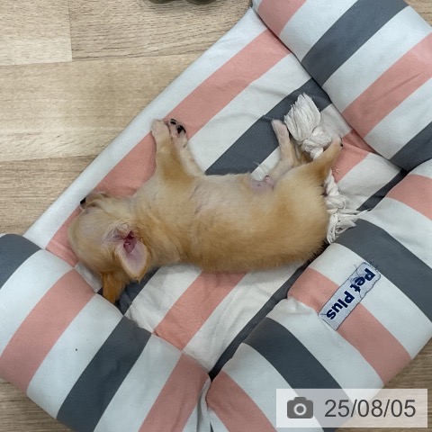 チワワの写真