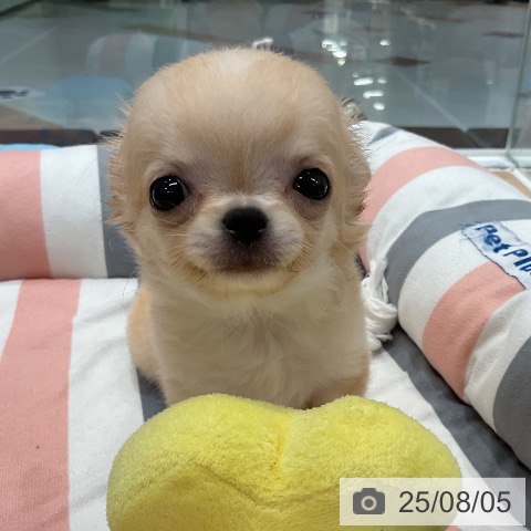 チワワの写真