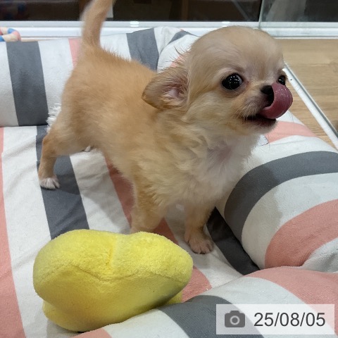 チワワの写真