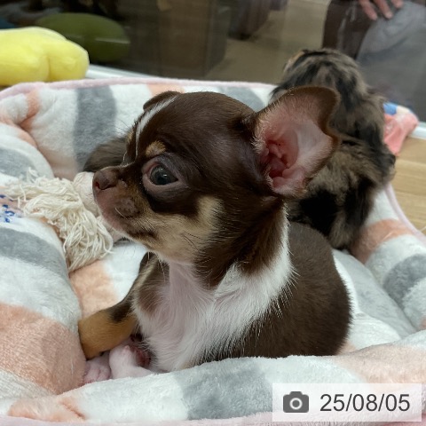 チワワの写真