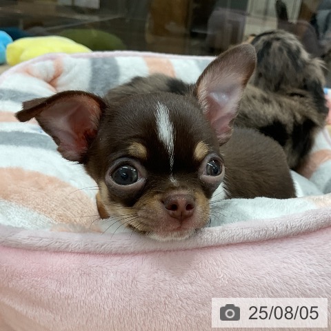 チワワの写真