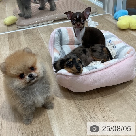 チワワの写真