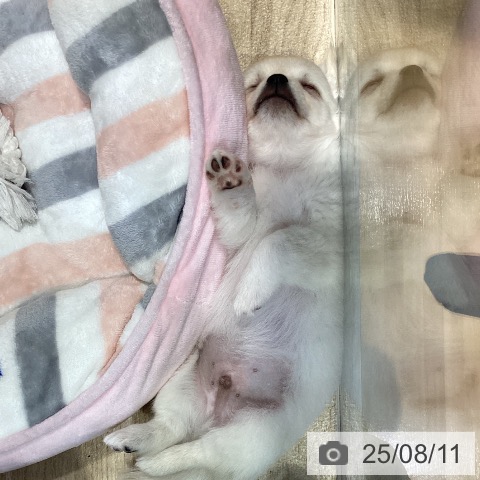 チワワの写真
