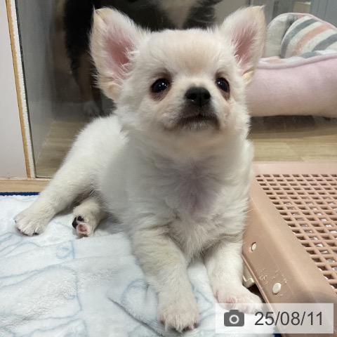 チワワの写真