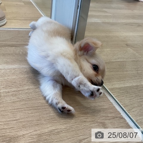 チワワの写真
