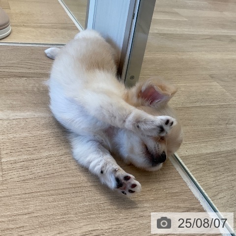 チワワの写真