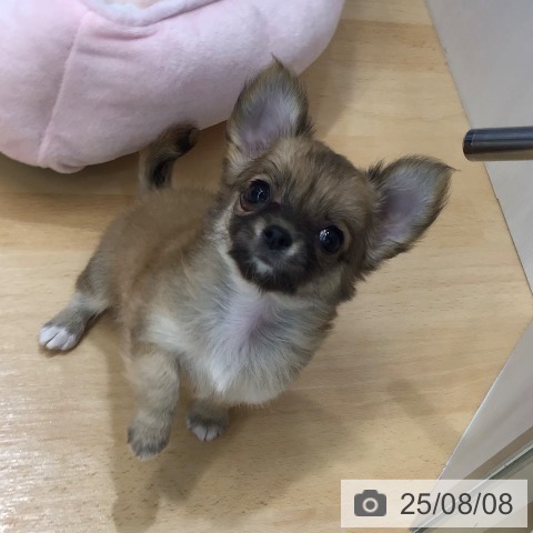 チワワの写真