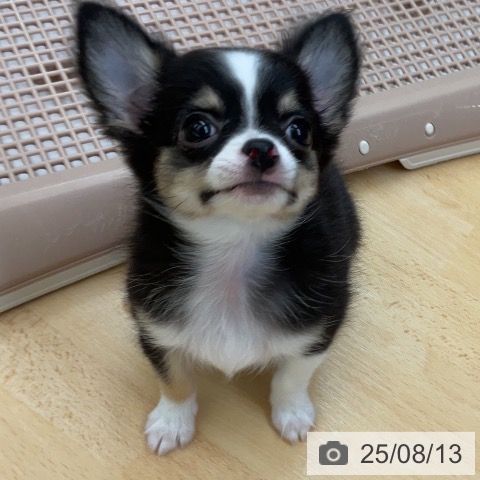 チワワの写真