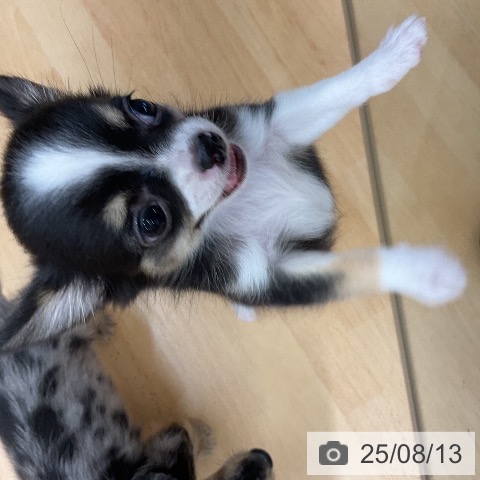 チワワの写真