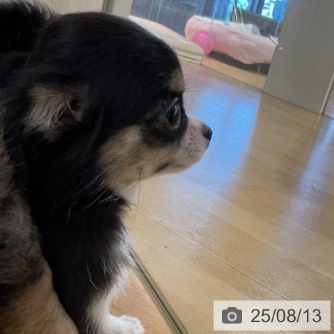 チワワの写真