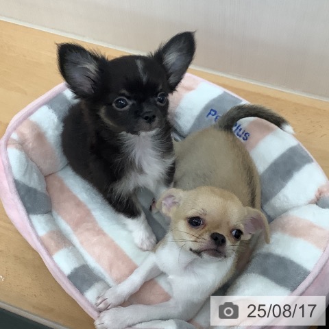チワワの写真
