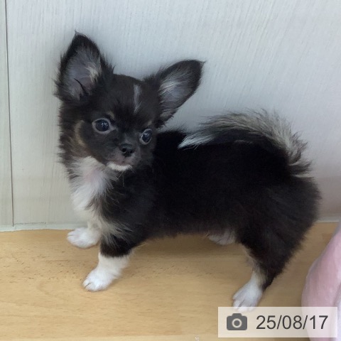 チワワの写真
