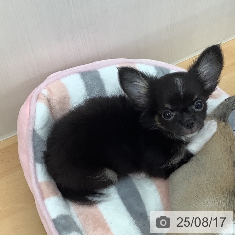 チワワの写真