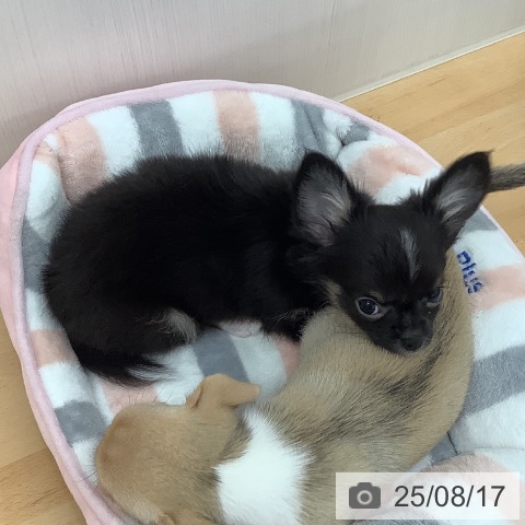 チワワの写真
