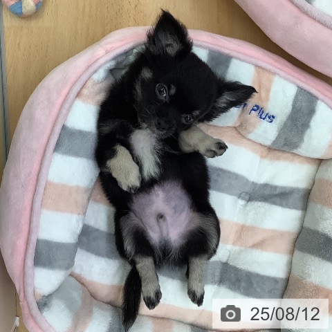 チワワの写真