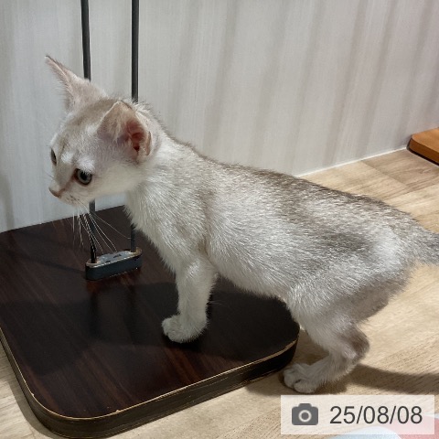 シンガプーラの写真