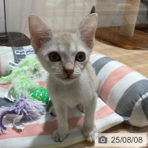シンガプーラの写真
