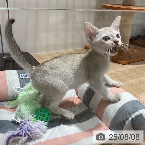 シンガプーラの写真