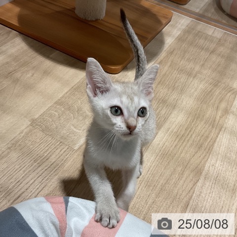 シンガプーラの写真