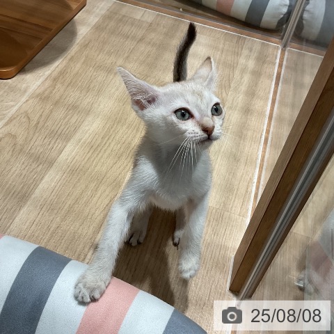 シンガプーラの写真