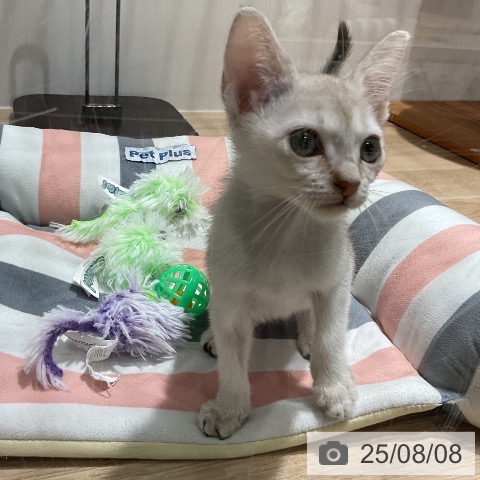 シンガプーラの写真