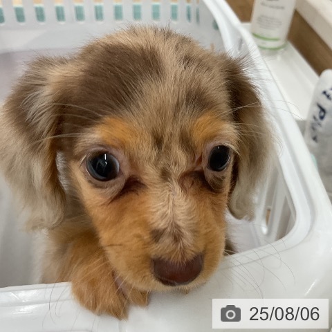 カニーンヘン・ダックスフンドの写真